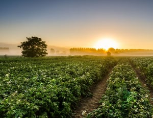 Blooming potatofield_edited