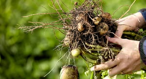 Kartoffelplante_i_haender