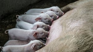 Piglets_-unsplash