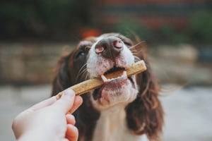 Petfood-unsplash-1